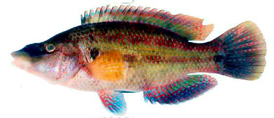 Symphodus tinca_000004
